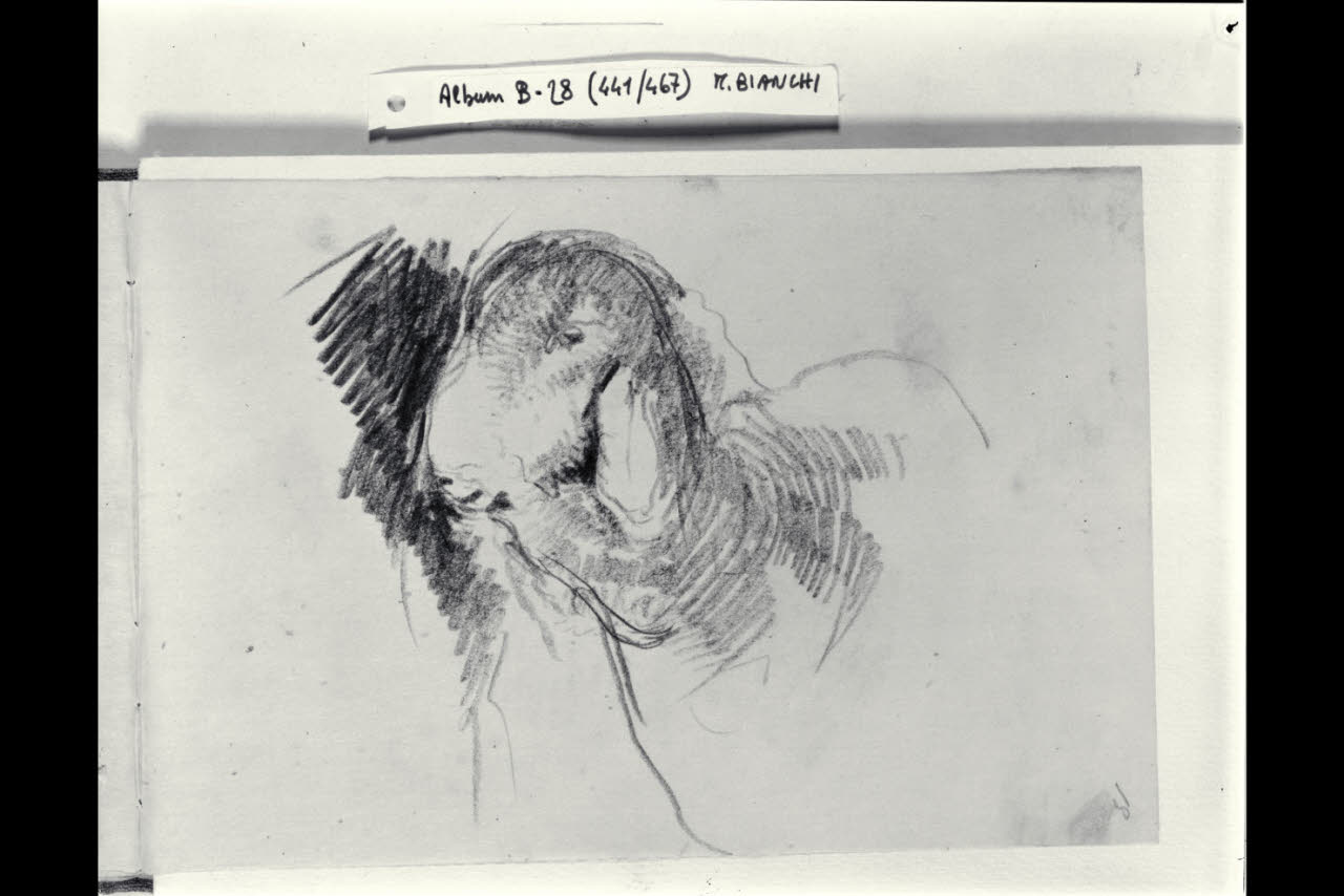 Testa di pecora (disegno) di Bianchi, Mosè; Bianchi, Mosè (seconda metà sec. XIX)