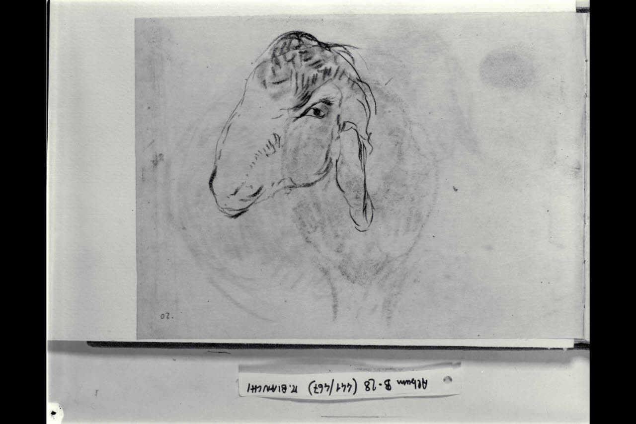 Testa di pecora (disegno) di Bianchi, Mosè; Bianchi, Mosè (seconda metà sec. XIX)