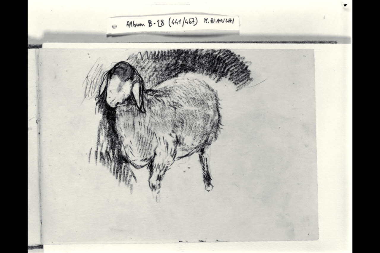Pecora (disegno) di Bianchi, Mosè; Bianchi, Mosè (seconda metà sec. XIX)