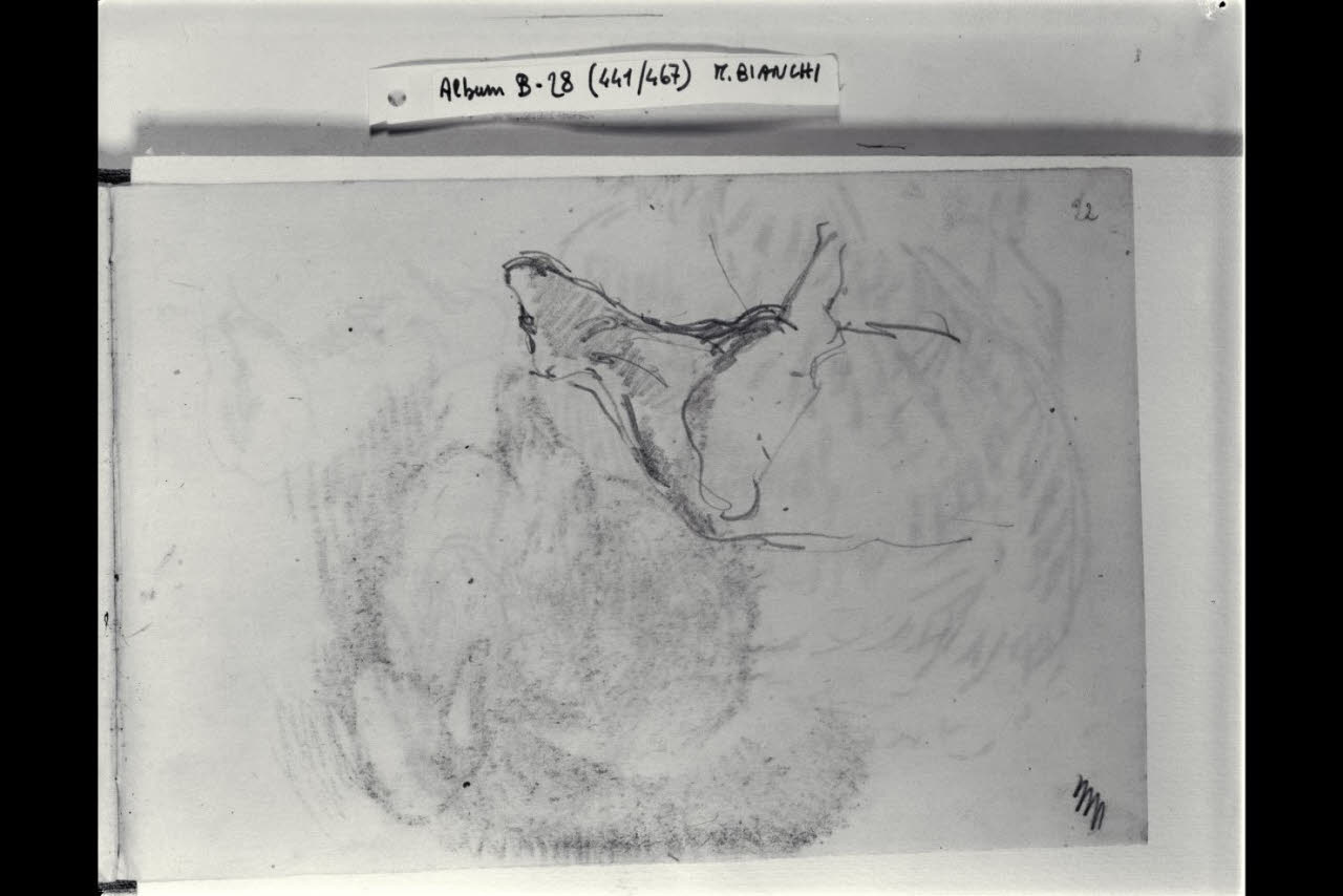 Parte anteriore di un bovino (disegno) di Bianchi, Mosè; Bianchi, Mosè (seconda metà sec. XIX)