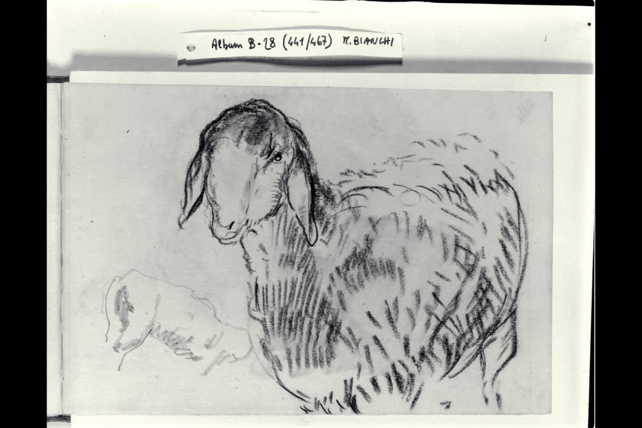 Pecora (disegno) di Bianchi, Mosè; Bianchi, Mosè (seconda metà sec. XIX)