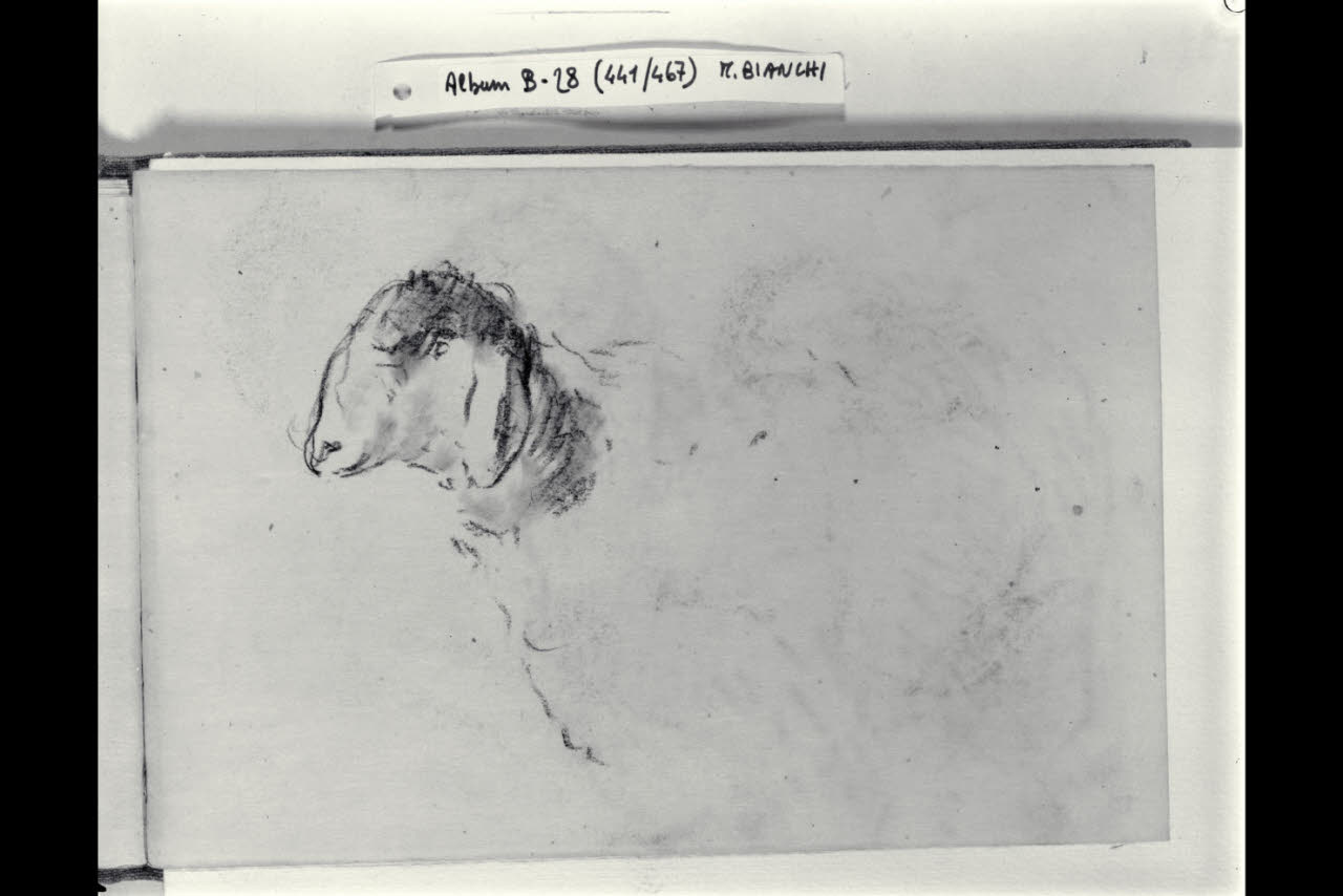 Testa di pecora (disegno) di Bianchi, Mosè; Bianchi, Mosè (seconda metà sec. XIX)