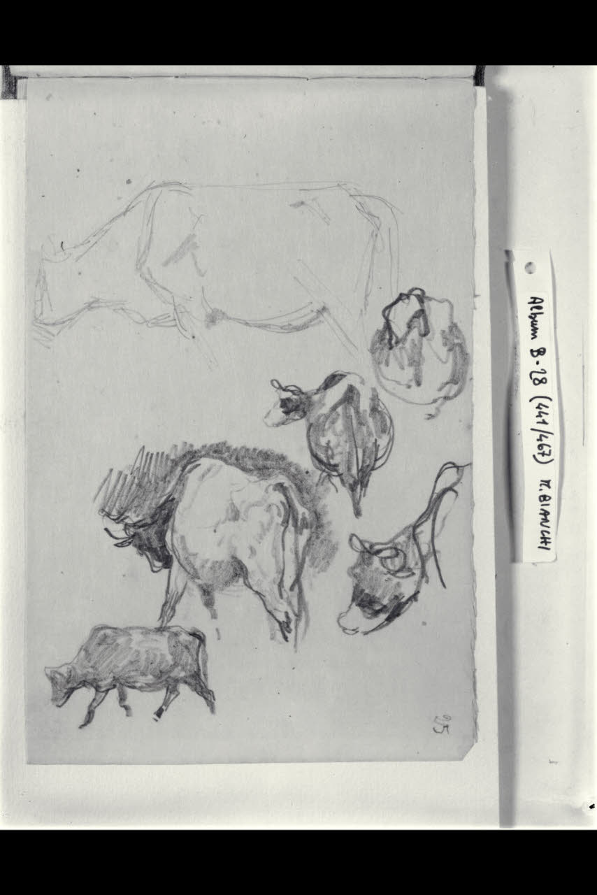 Bovini (disegno) di Bianchi, Mosè; Bianchi, Mosè (seconda metà sec. XIX)