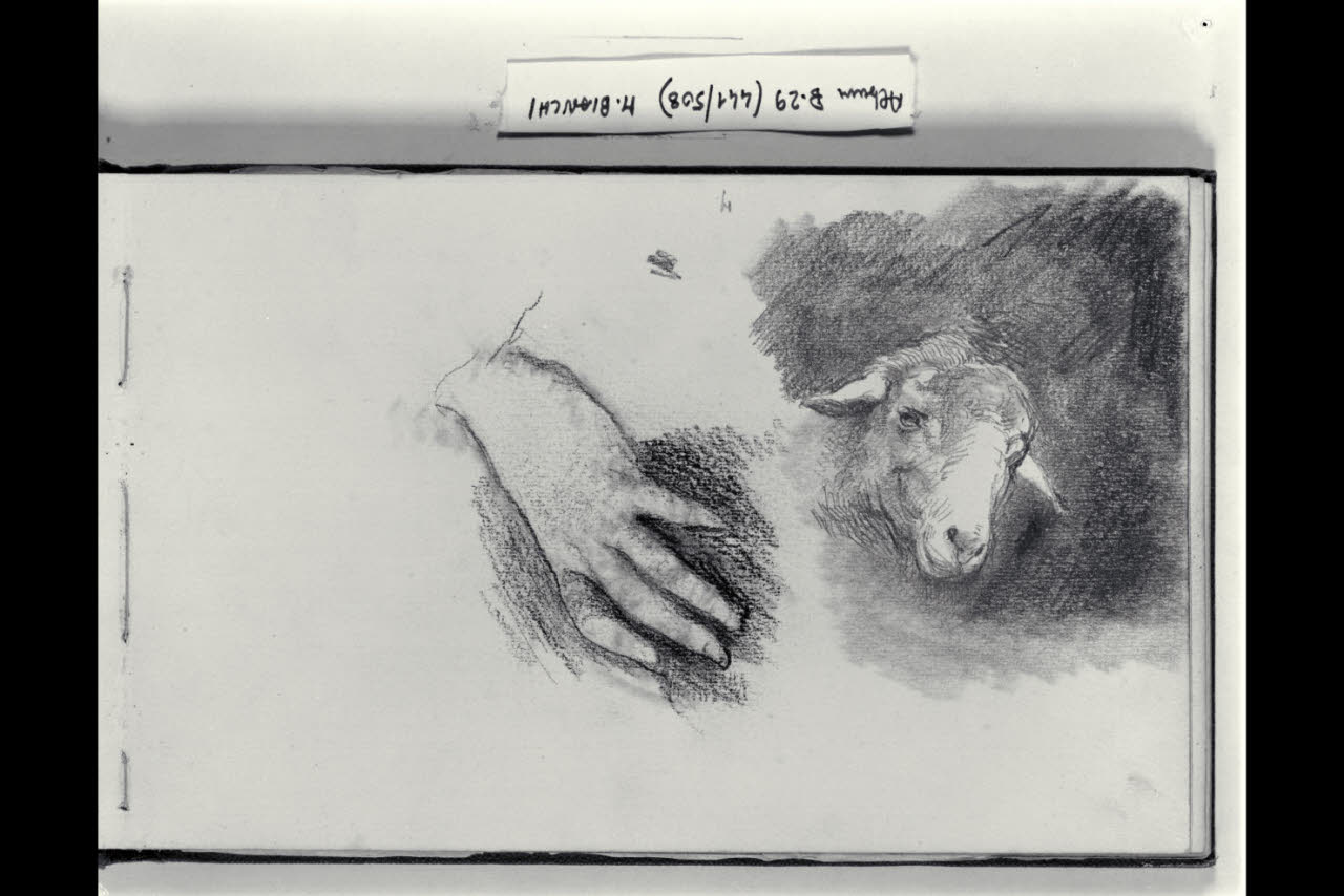 Studio di una mano e di una testa d'agnello (disegno) di Bianchi, Mosè; Bianchi, Mosè (seconda metà sec. XIX)