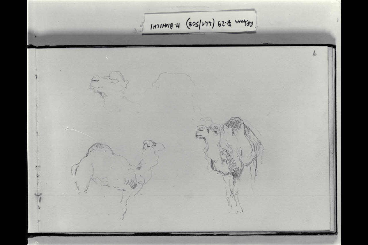 Studi di cammelli (disegno) di Bianchi, Mosè; Bianchi, Mosè (seconda metà sec. XIX)