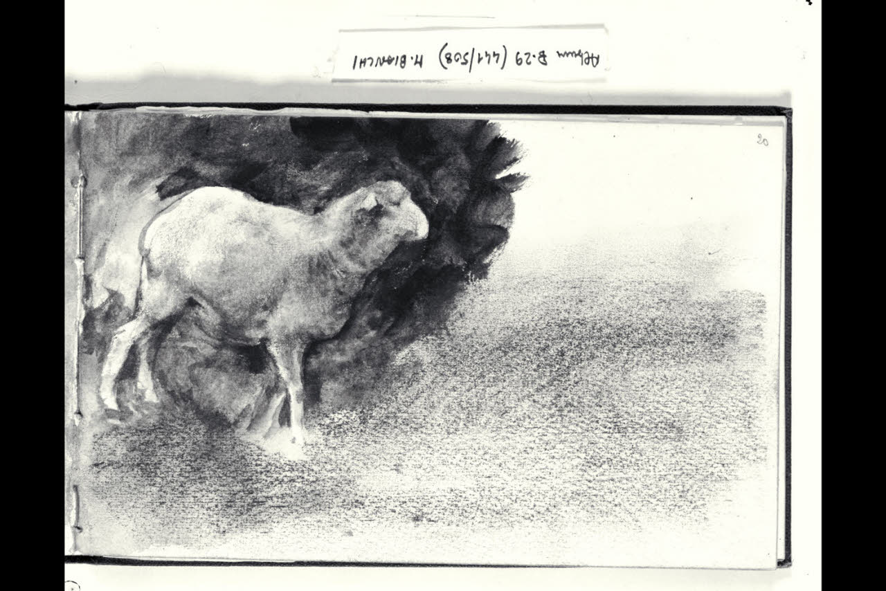 Studio di una pecora (disegno) di Bianchi, Mosè; Bianchi, Mosè (seconda metà sec. XIX)