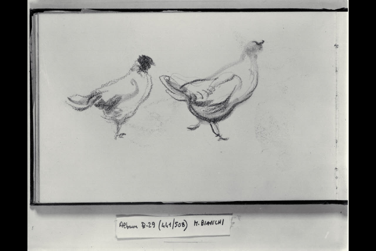 Due galline (disegno) di Bianchi, Mosè; Bianchi, Mosè (seconda metà sec. XIX)