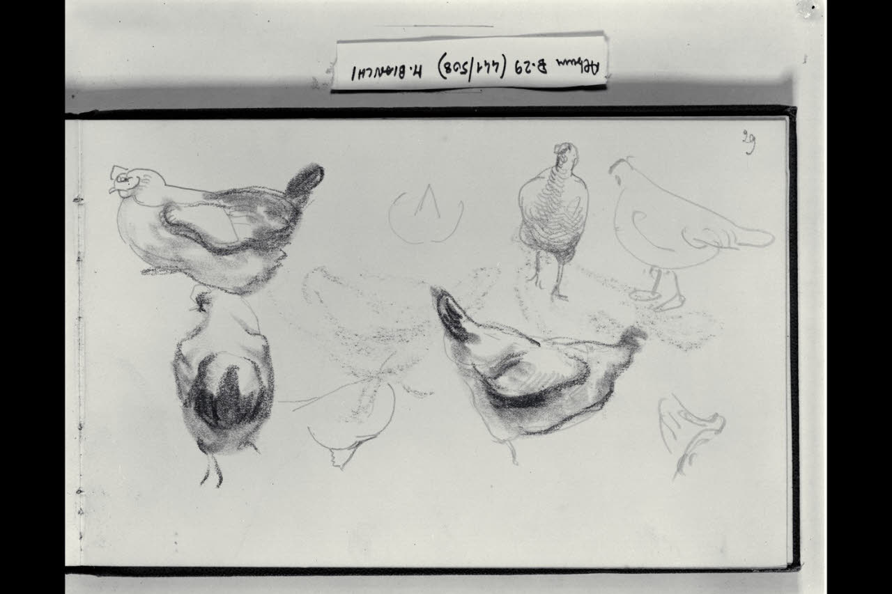 Galline (disegno) di Bianchi, Mosè; Bianchi, Mosè (seconda metà sec. XIX)