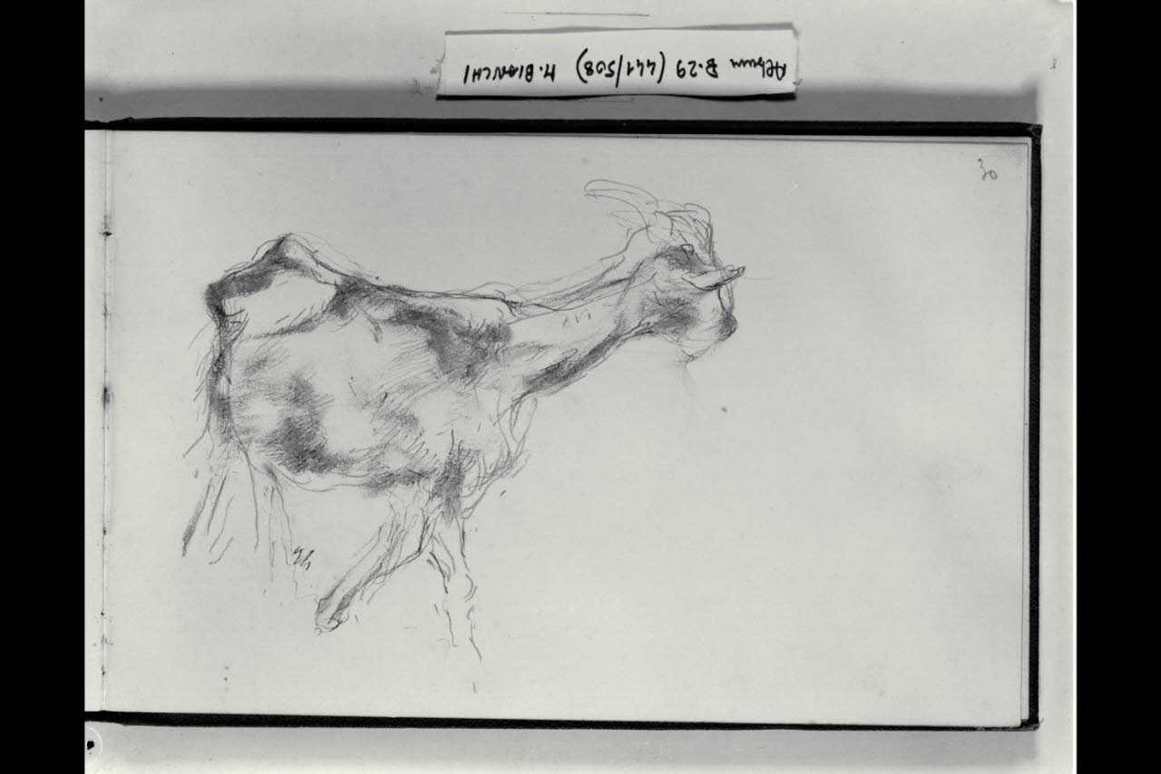 Capretta (disegno) di Bianchi, Mosè; Bianchi, Mosè (seconda metà sec. XIX)