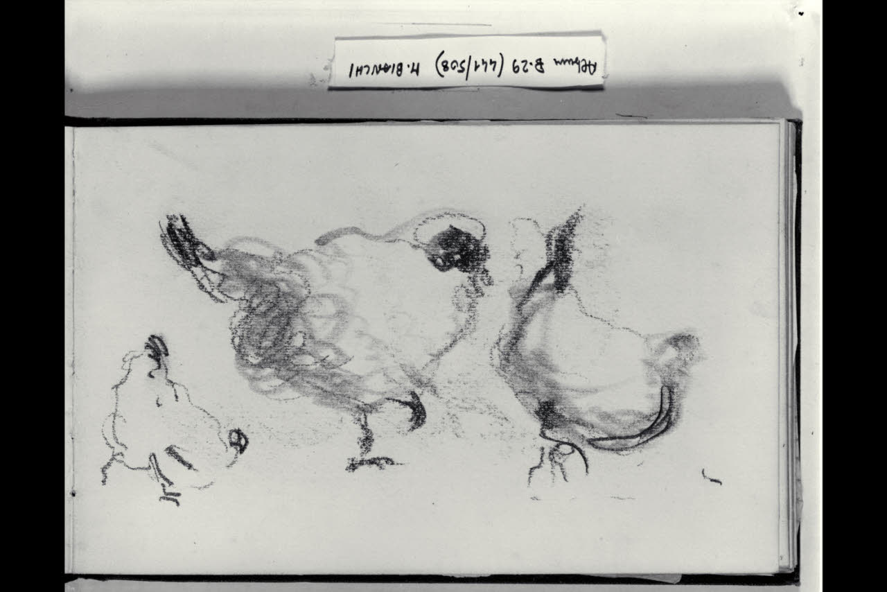 Galline (disegno) di Bianchi, Mosè; Bianchi, Mosè (seconda metà sec. XIX)