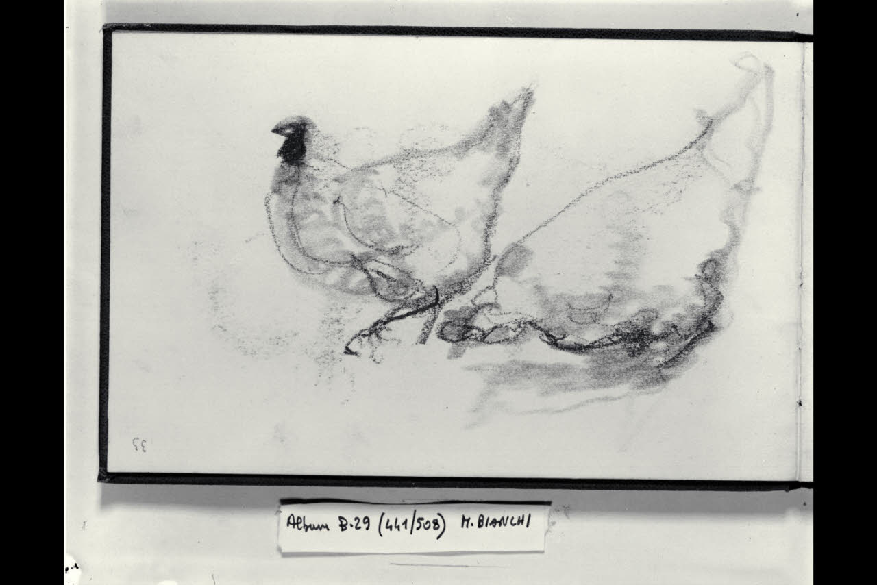 Abbozzo di galline (disegno) di Bianchi, Mosè; Bianchi, Mosè (seconda metà sec. XIX)