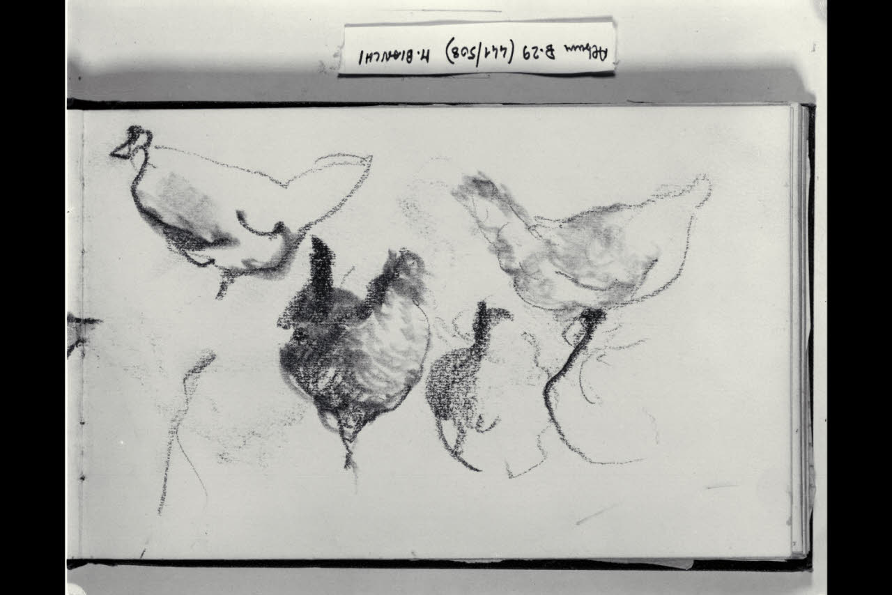 Abbozzo di galline (disegno) di Bianchi, Mosè; Bianchi, Mosè (seconda metà sec. XIX)