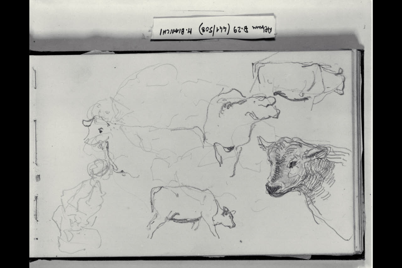 Schizzi di bovini e abbozzo di unua figuretta (disegno) di Bianchi, Mosè; Bianchi, Mosè (seconda metà sec. XIX)