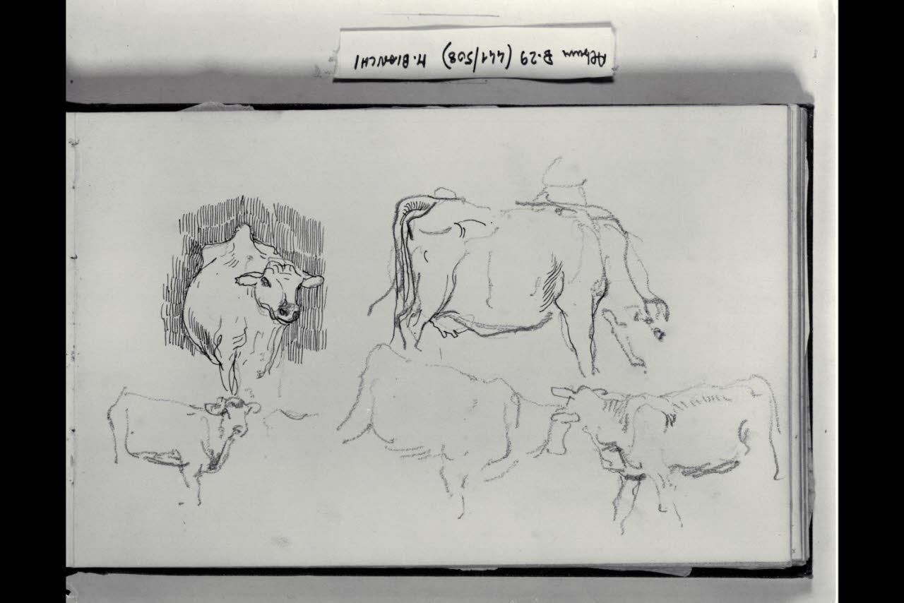 Bovini (disegno) di Bianchi, Mosè; Bianchi, Mosè (seconda metà sec. XIX)