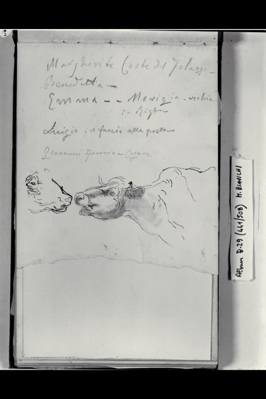 Teste di bovini (disegno) di Bianchi, Mosè; Bianchi, Mosè (seconda metà sec. XIX)