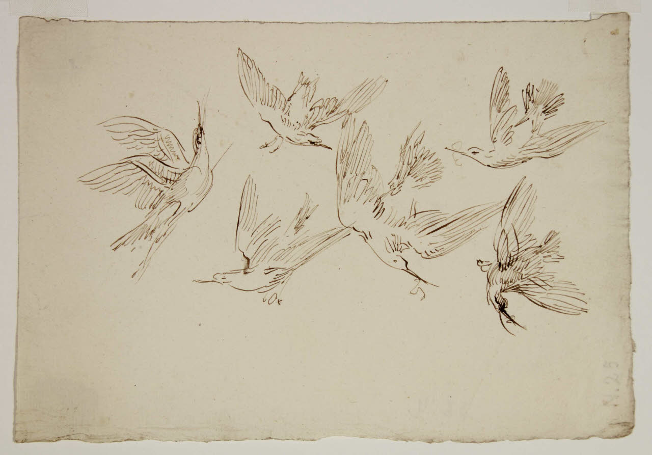 Studio di sei uccelli in volo, Studio di sei uccelli in volo (disegno) di Bison, Giuseppe Bernardino (secc. XVIII/ XIX)