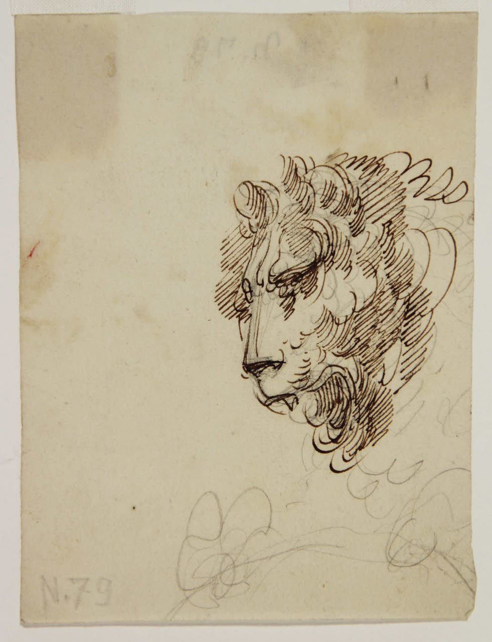 Testa di leone, Testa di leone (disegno) di Bison, Giuseppe Bernardino (secc. XVIII/ XIX)