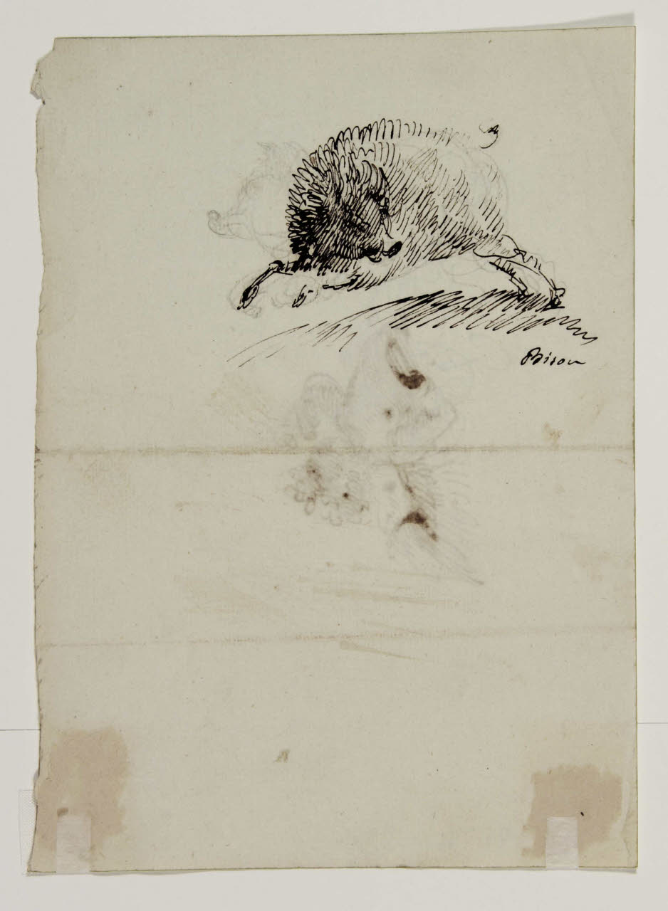 Cinghiale in corsa, Cinghiale in corsa (disegno) di Bison, Giuseppe Bernardino (secc. XVIII/ XIX)