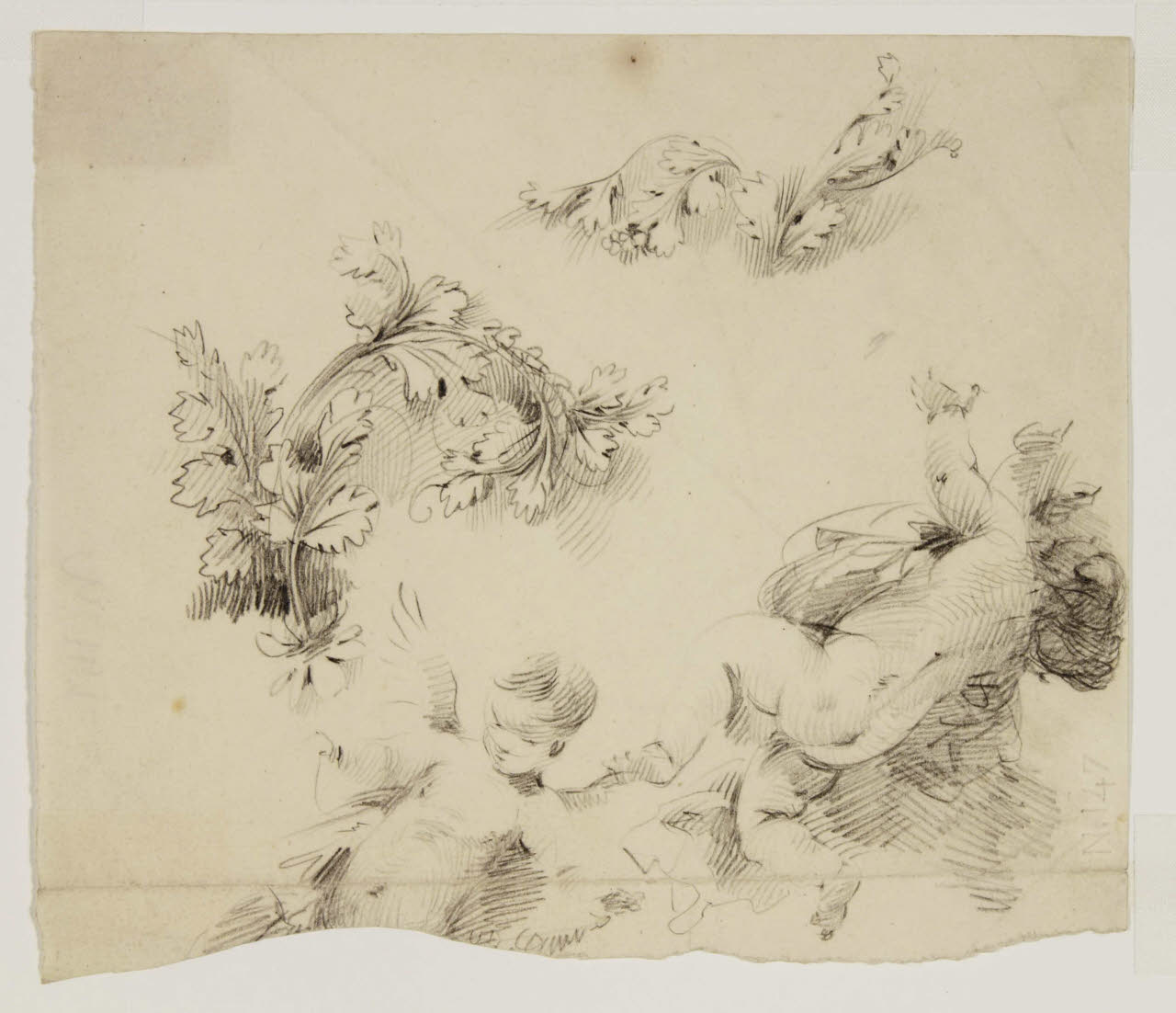 Studi di putti e di pianticelle ornamentali, Studi di putti e di pianticelle ornamentali (disegno) di Bison, Giuseppe Bernardino (secc. XVIII/ XIX)