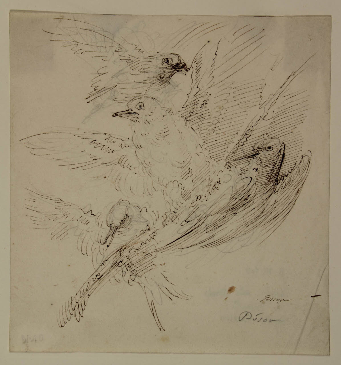 Quattro uccellini in volo, Quattro uccellini in volo (disegno) di Bison, Giuseppe Bernardino (secc. XVIII/ XIX)