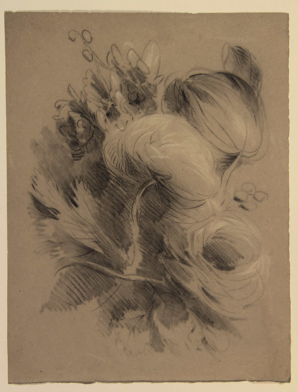 Studio di natura morta di fiori e foglie, Studio di natura morta di fiori e foglie (disegno) di Bison, Giuseppe Bernardino (secc. XVIII/ XIX)