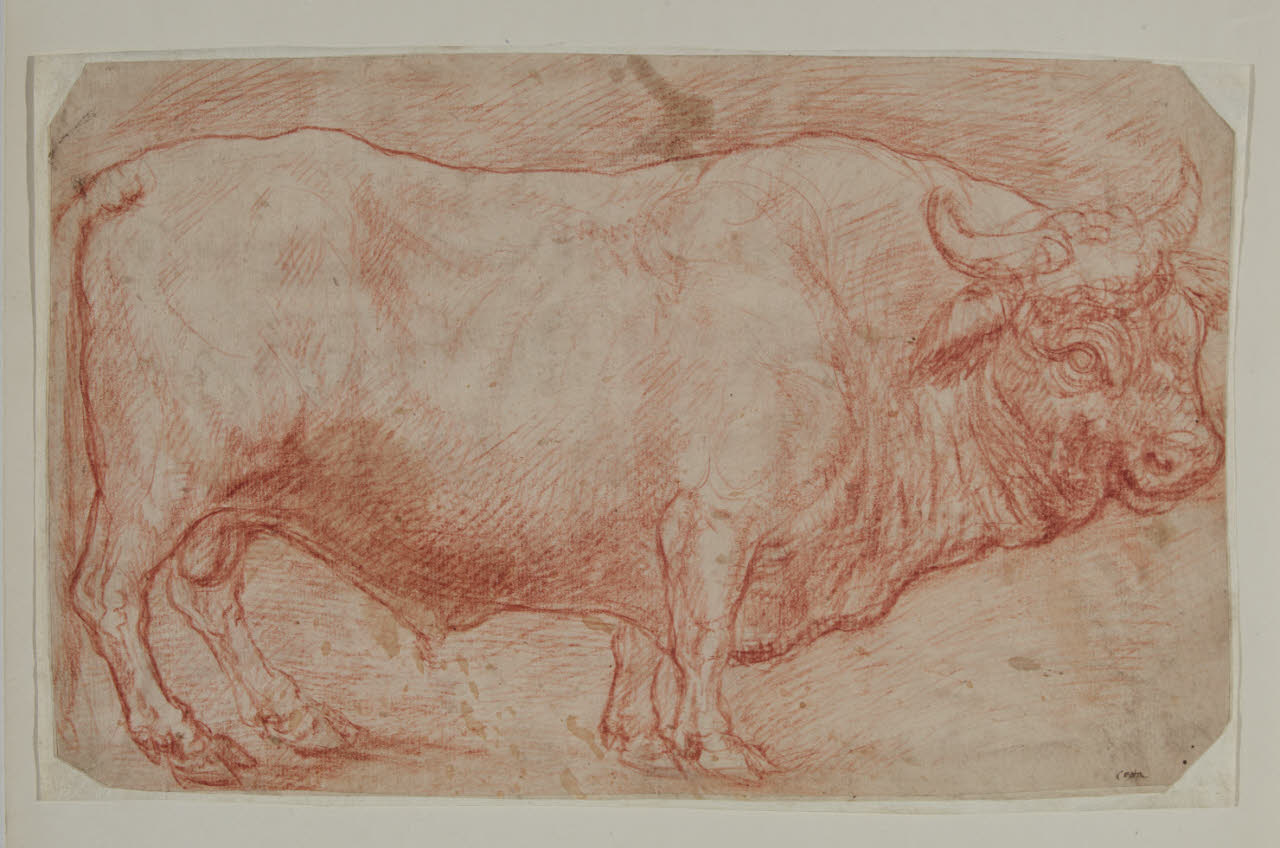 Studio di un toro, Studio di un toro (disegno) di Cotta, Giovanni Francesco (secc. XVIII/ XIX)