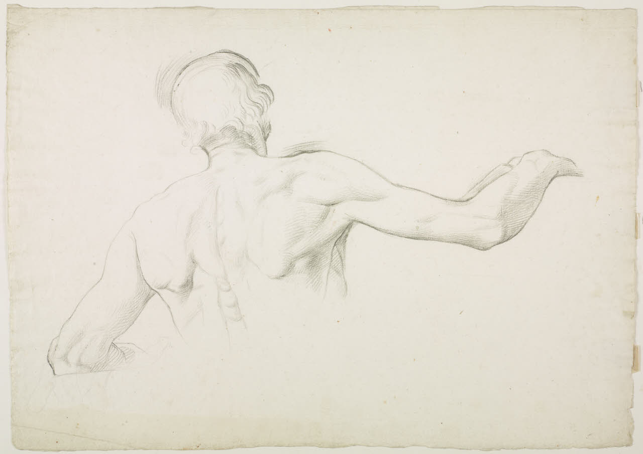 Studio di nudo maschile a mezzo busto visto da tergo (disegno) di Fumagalli, Michelangelo (sec. XIX)