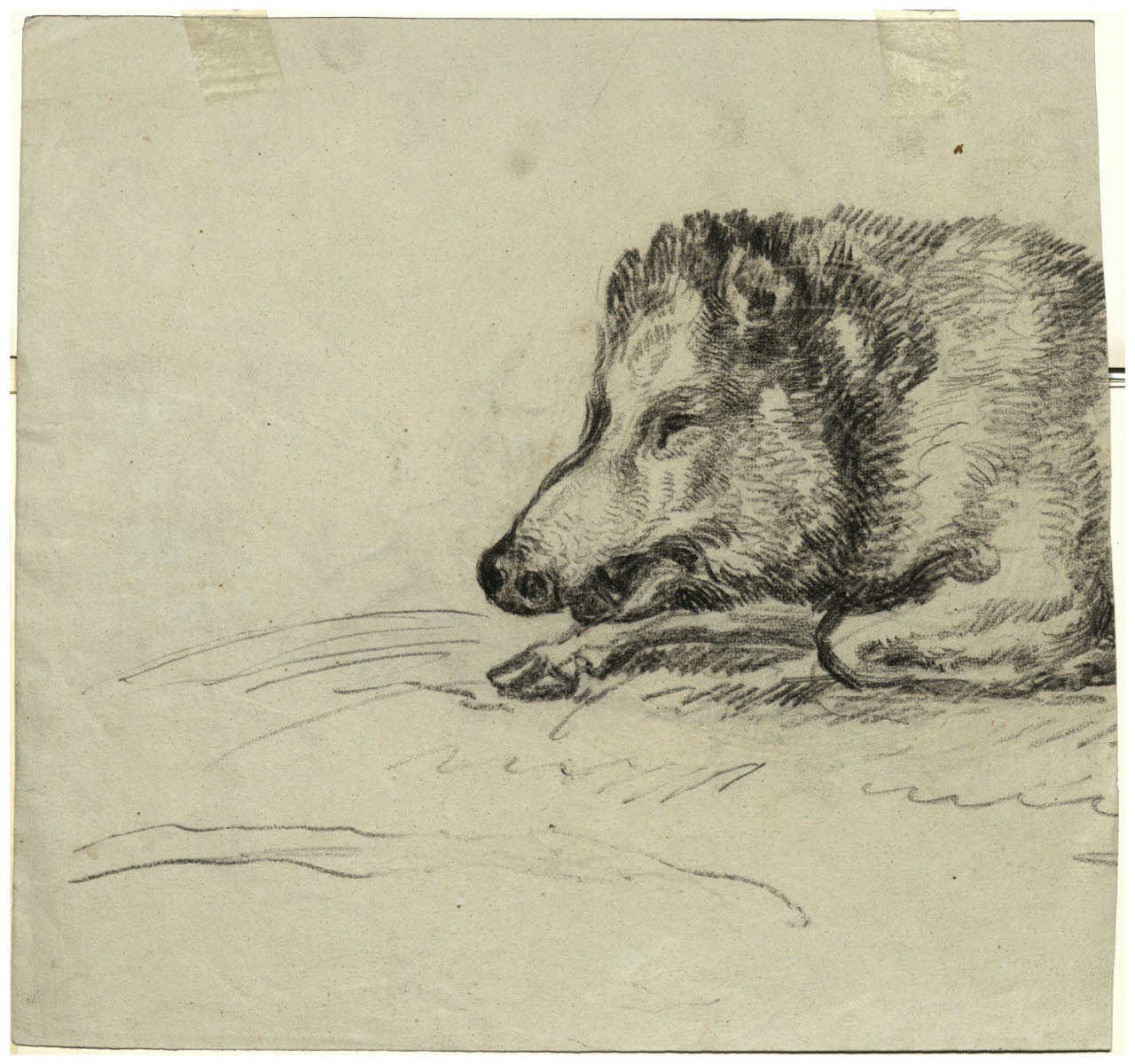 Testa di un cinghiale, Testa di un cinghiale (disegno) - ambito italiano (sec. XIX)