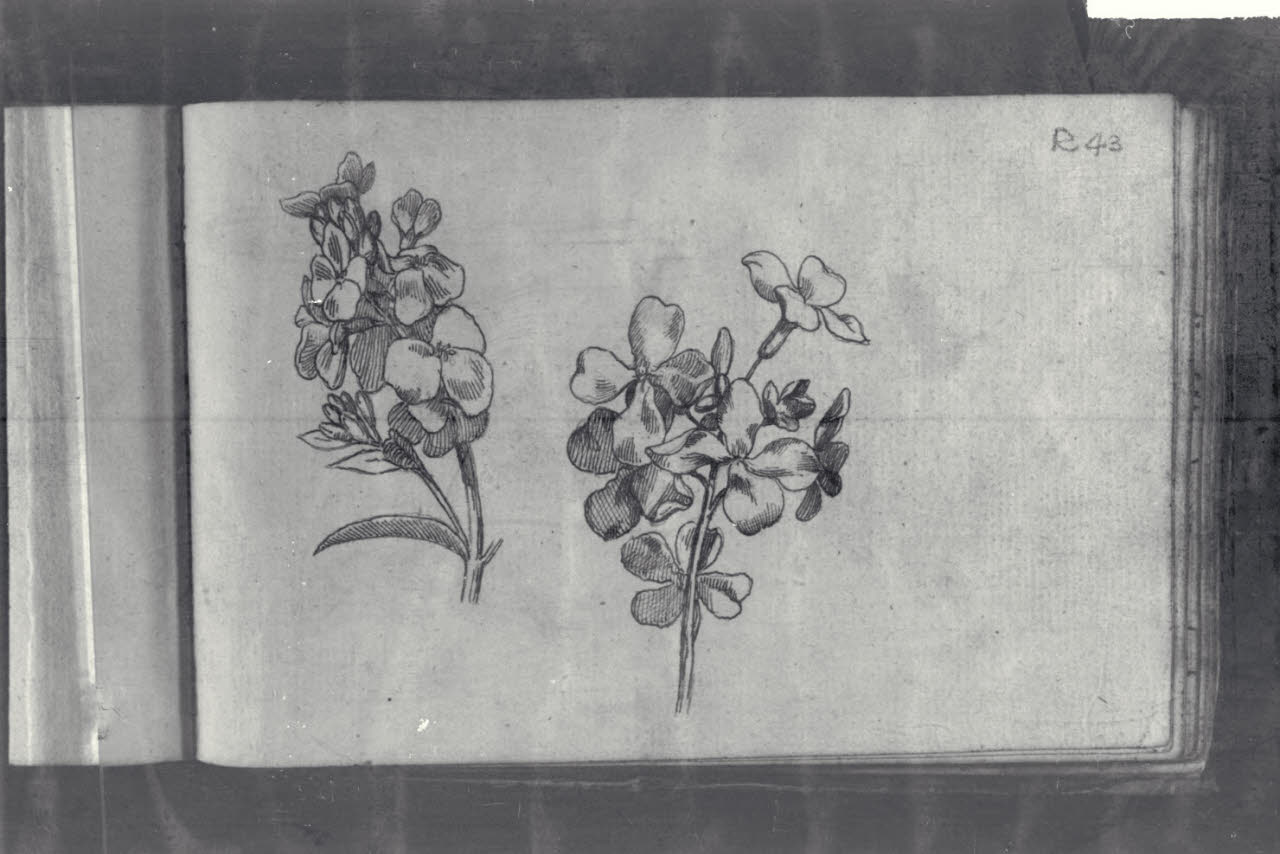 Studio di fiori (disegno) di Macinata, Giuseppe; Macinata, Giuseppe (secondo quarto sec. XIX)