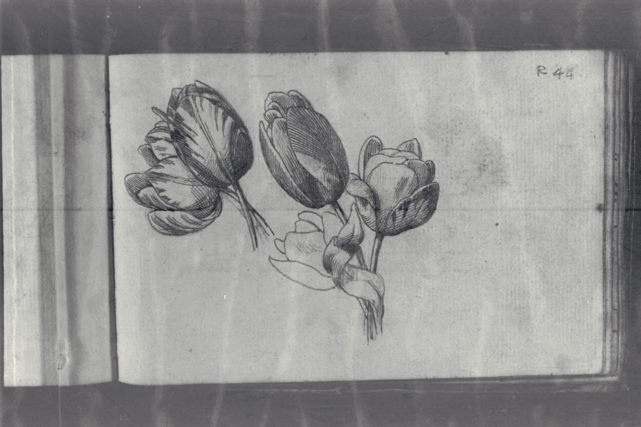 Studio di tulipani (disegno) di Macinata, Giuseppe; Macinata, Giuseppe (secondo quarto sec. XIX)