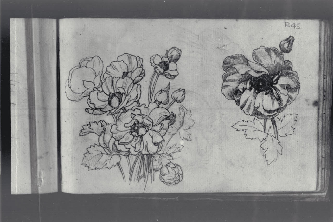 Studio di anemoni (disegno) di Macinata, Giuseppe; Macinata, Giuseppe (secondo quarto sec. XIX)