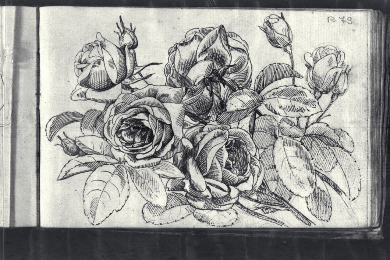Studio di rose (disegno) di Macinata, Giuseppe; Macinata, Giuseppe (secondo quarto sec. XIX)