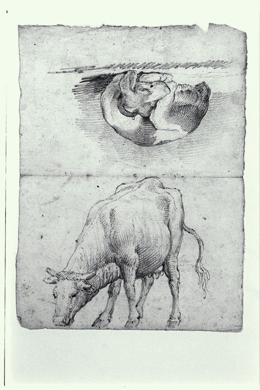 Schizzo di un cane addormentato e di una mucca (disegno) di Mariani, Pompeo (fine/inizio secc. XIX/ XX)