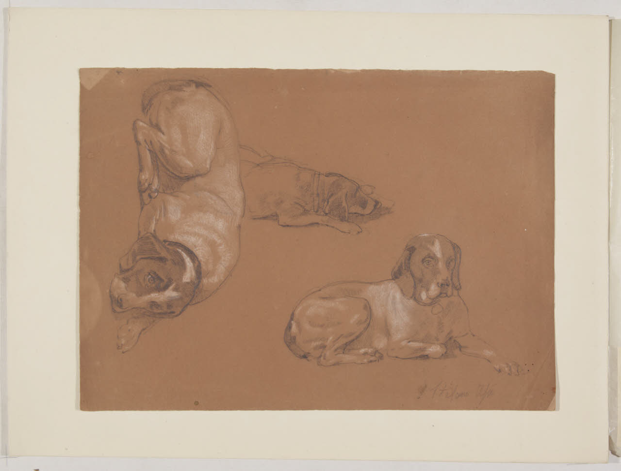 Tre studi per un cane accovacciato (disegno) di Ussi, Stefano (metà sec. XIX)