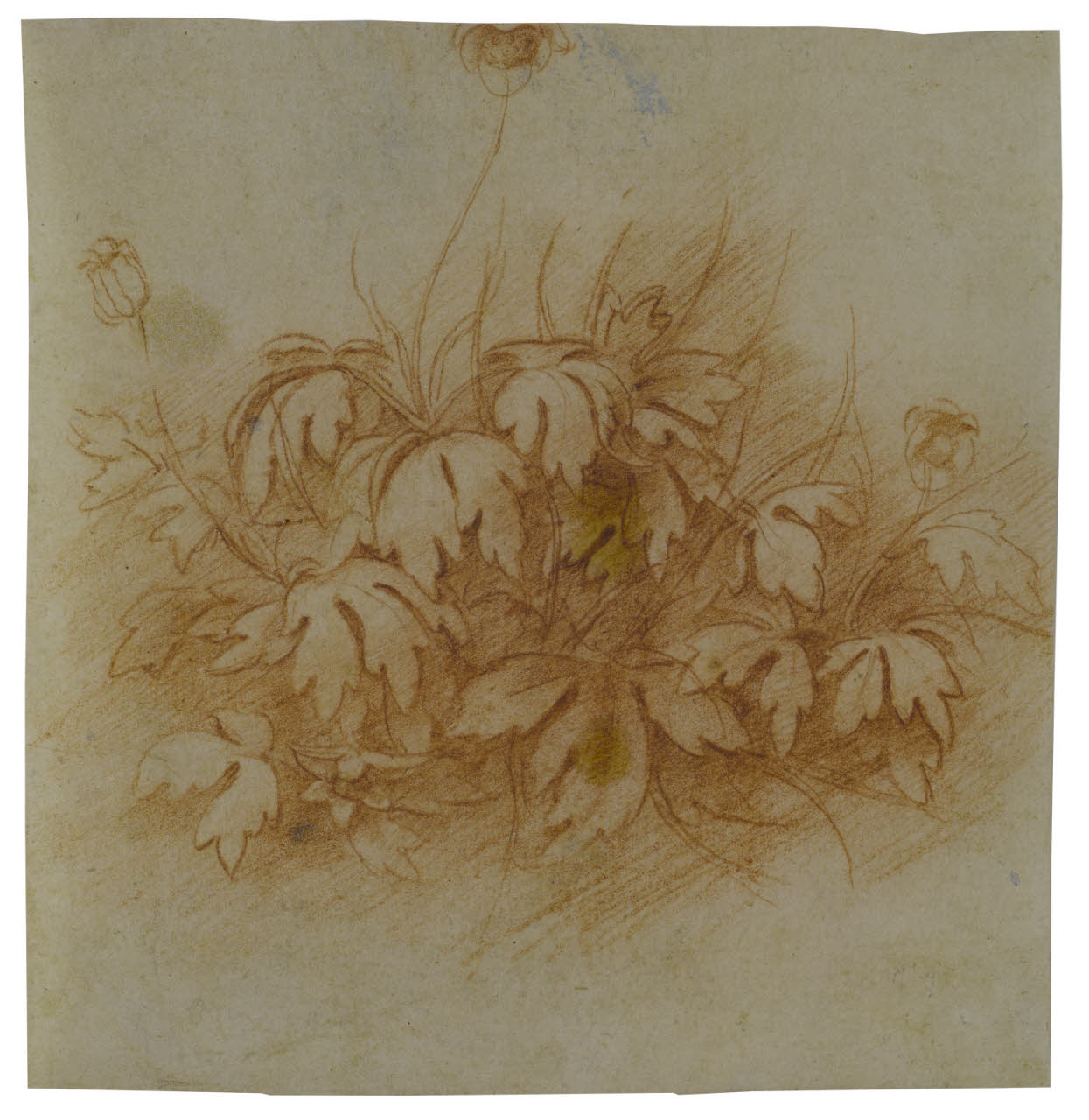Anemone nemorosa, Anemone nemorosa (disegno) di Melzi, Francesco (attribuito) (sec. XVI)