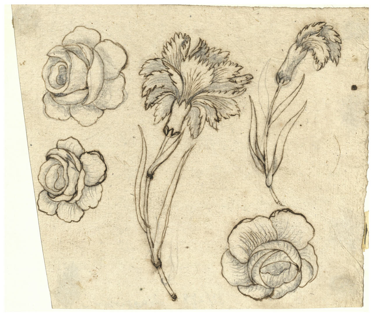 Garofani e rose (disegno) di Maggiolini (bottega) (secc. XVIII/ XIX)