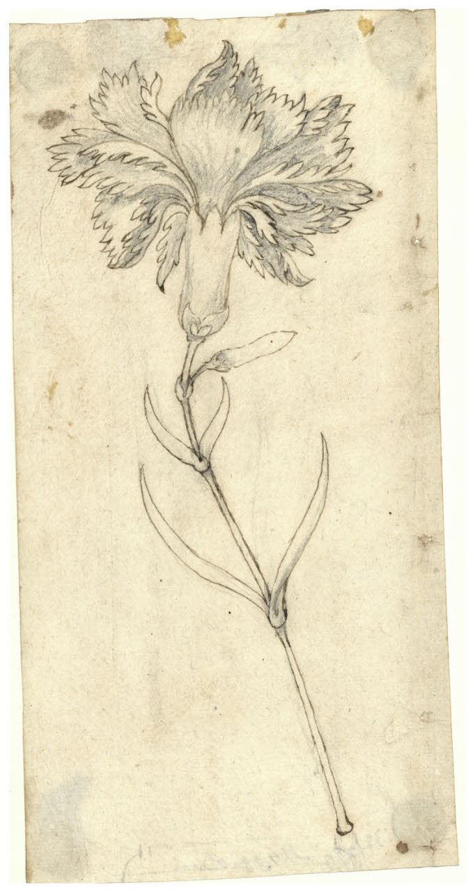 Garofano (disegno) di Maggiolini (bottega) (secc. XVIII/ XIX)