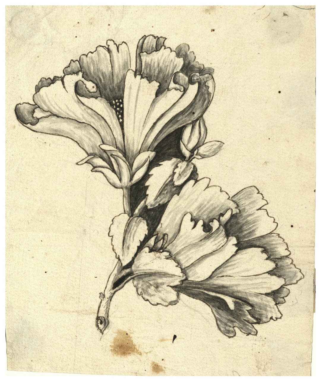 Due fiori (disegno) di Maggiolini (bottega) (secc. XVIII/ XIX)
