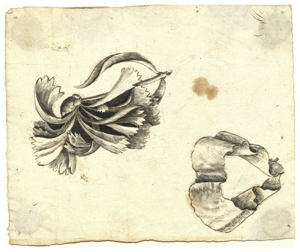 Fiore e nastro (disegno) di Maggiolini (bottega) (secc. XVIII/ XIX)