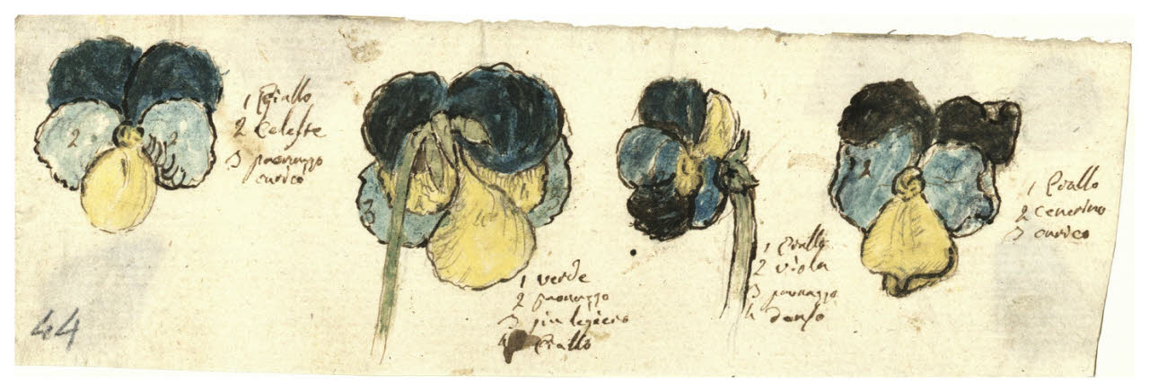 Viole del pensiero (disegno) di Maggiolini (bottega) (secc. XVIII/ XIX)