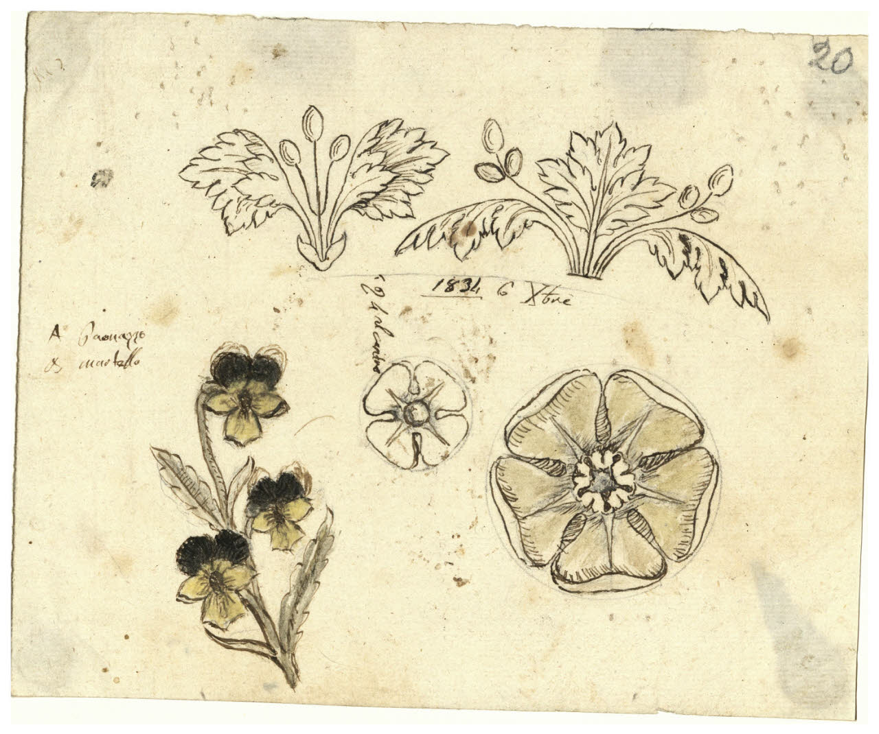 Viole del pensiero, rose e altri fiori e foglie (disegno) di Maggiolini (bottega) (secc. XVIII/ XIX)