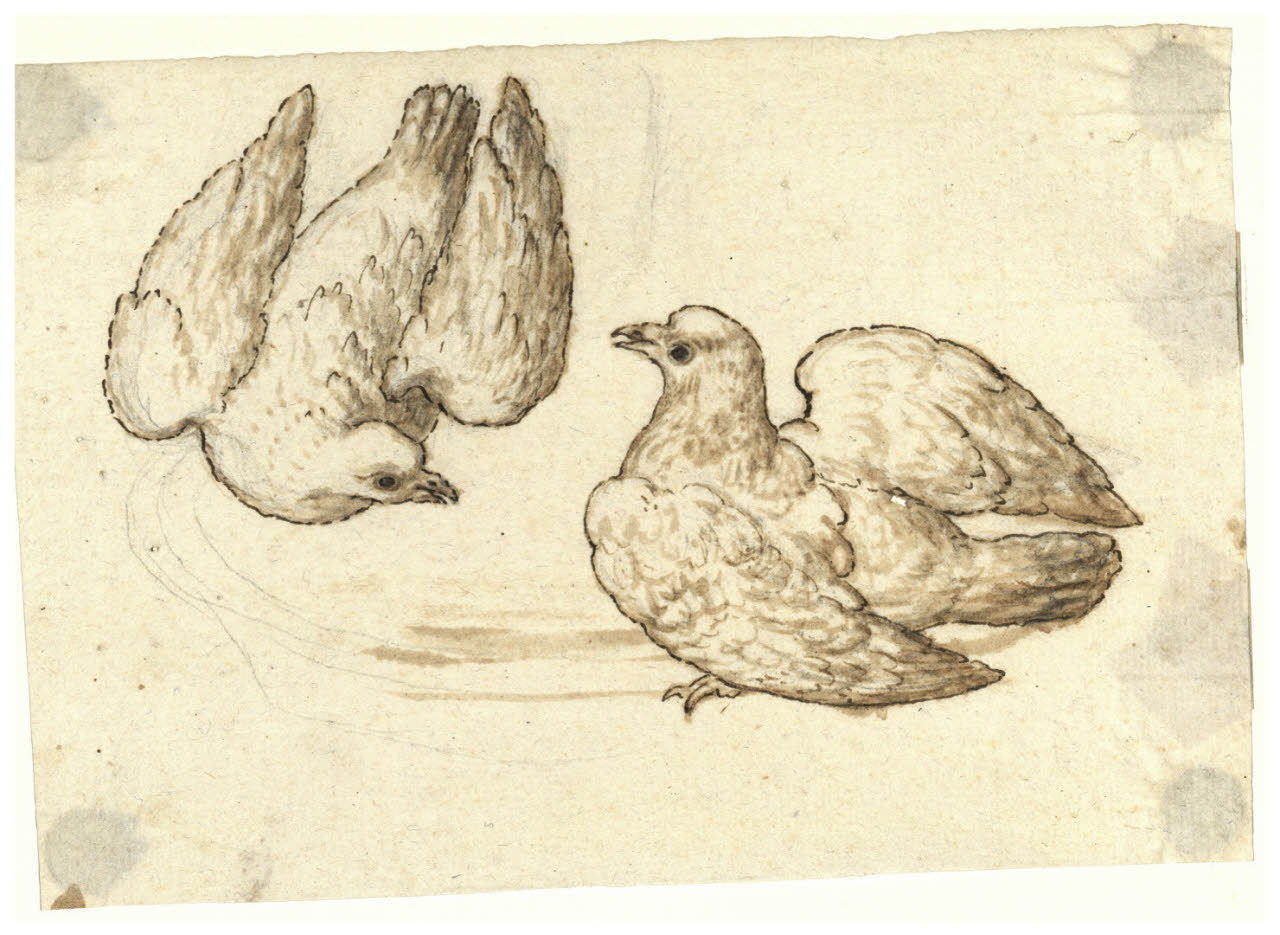 Due colombe sul bordo di una tazza (disegno) di Maggiolini (bottega) (secc. XVIII/ XIX)