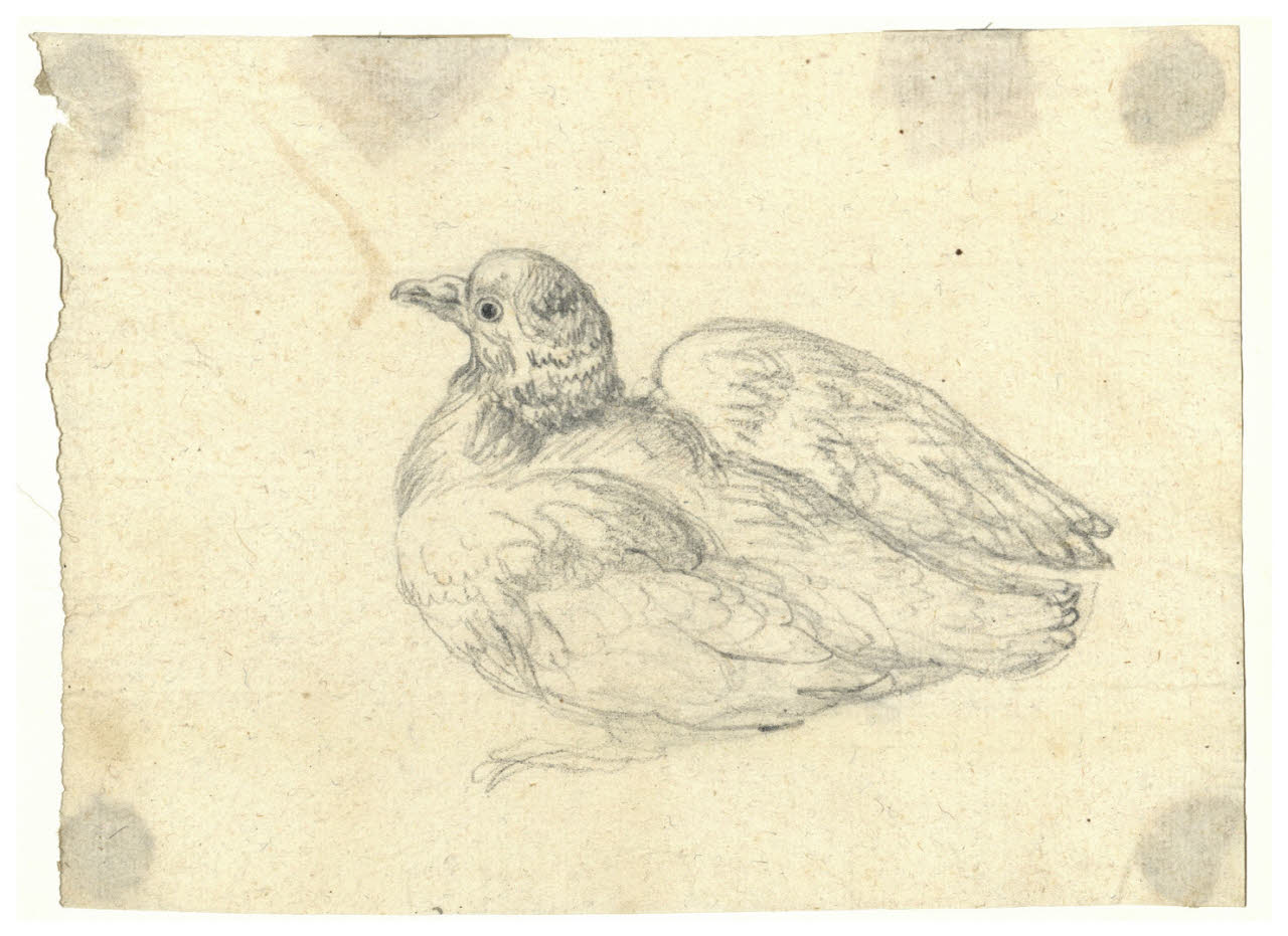 Colomba (disegno) di Maggiolini (bottega) (secc. XVIII/ XIX)