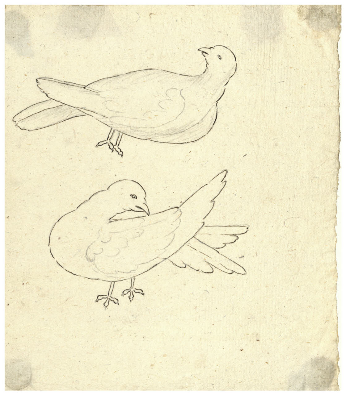 Due colombe (disegno) di Maggiolini (bottega) (secc. XVIII/ XIX)