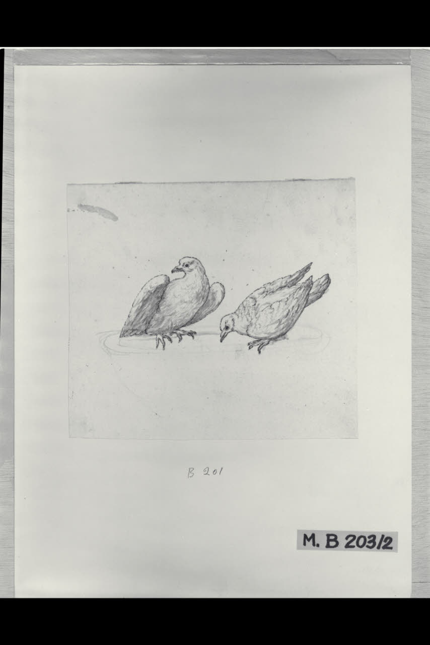 Le colombe di Plinio (disegno) di Maggiolini (bottega) (secc. XVIII/ XIX)