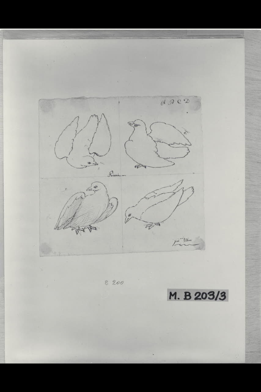 Quattro colombi (disegno) di Maggiolini (bottega) (secc. XVIII/ XIX)