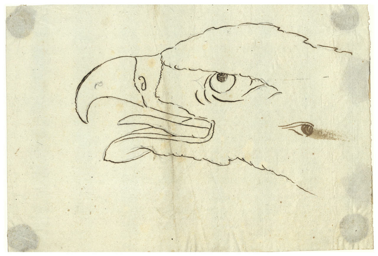 Studio di una testa d'aquila (disegno) di Maggiolini (bottega) (secc. XVIII/ XIX)
