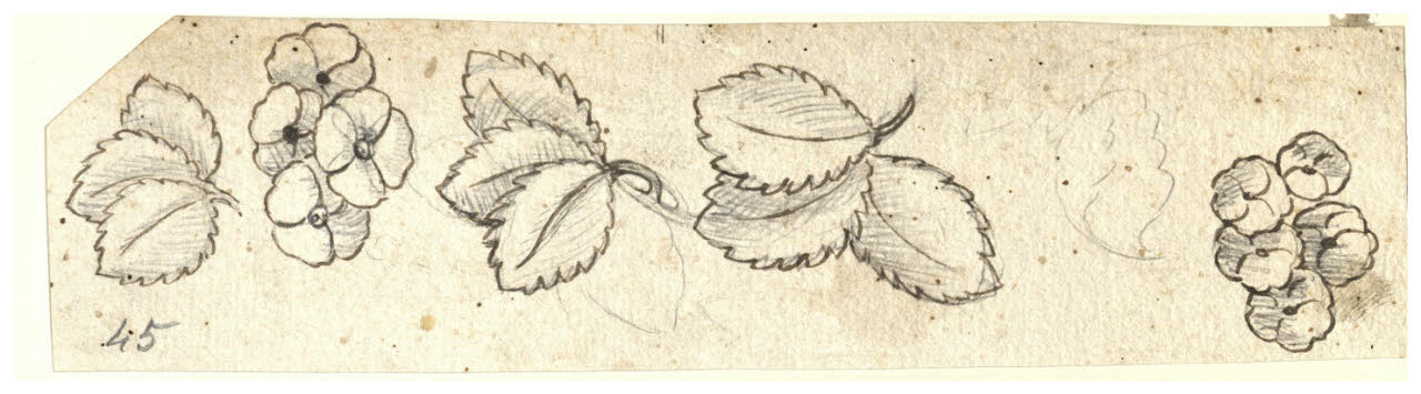 Studio di fiori e foglie (disegno) di Maggiolini (bottega) (secc. XVIII/ XIX)