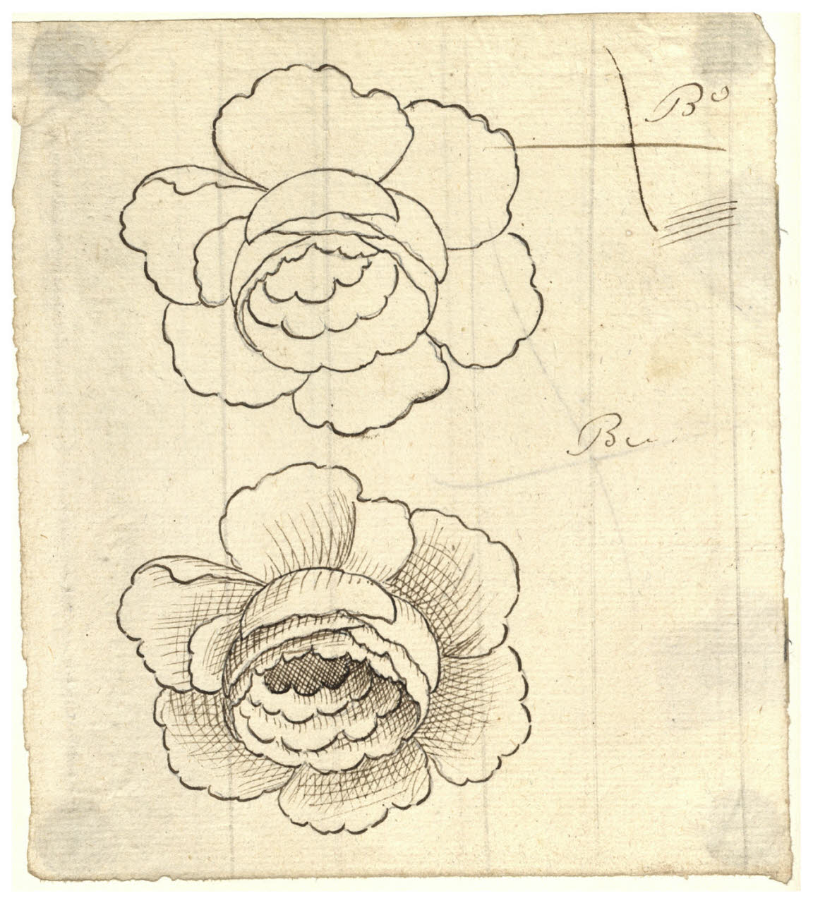 Due rose (disegno) di Maggiolini (bottega) (secc. XVIII/ XIX)