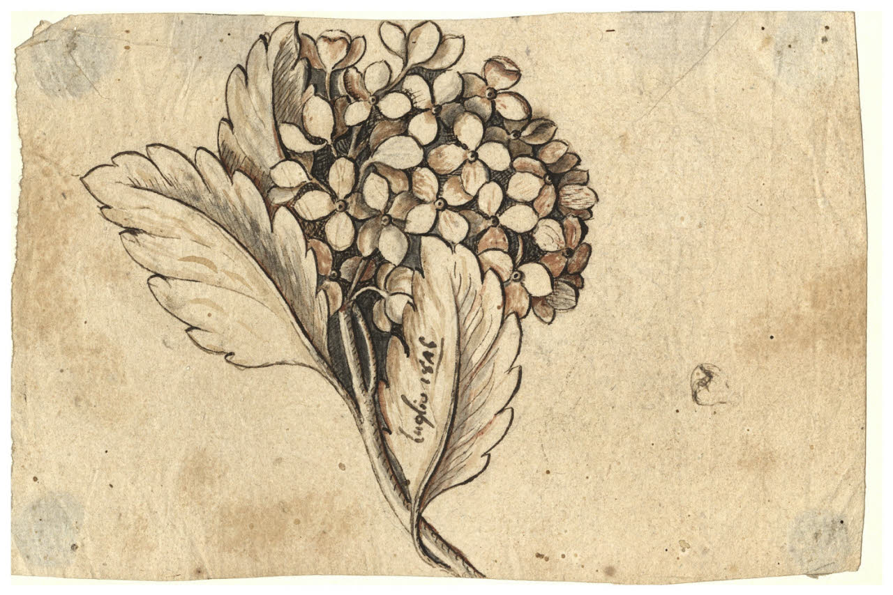 Ortensia (disegno) di Maggiolini (bottega) (sec. XIX)
